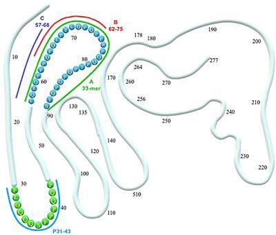 Bacterial-Based Strategies to Hydrolyze Gluten Peptides and Protect Intestinal Mucosa